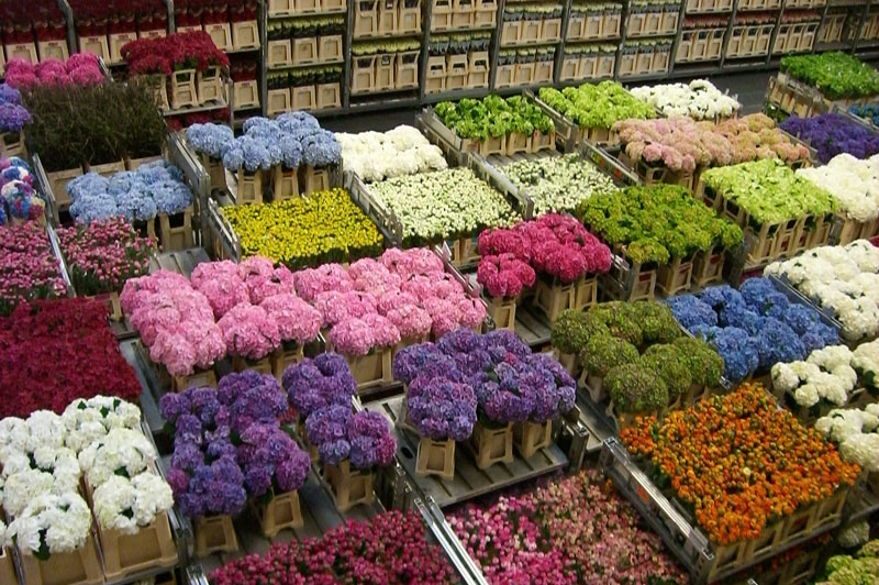 Flower auction (Holland)