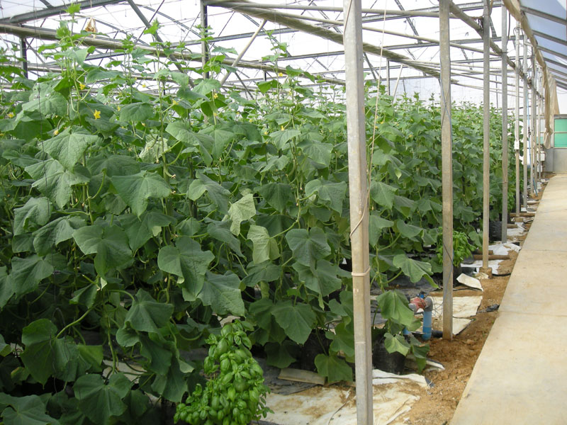 Cucumbers – production